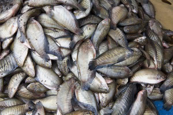 cá bổi - khô cá bổi - cá sặc bổi - các sặc rằn - khô cá bổi Khánh An - khô cá sặc - Mekong fish